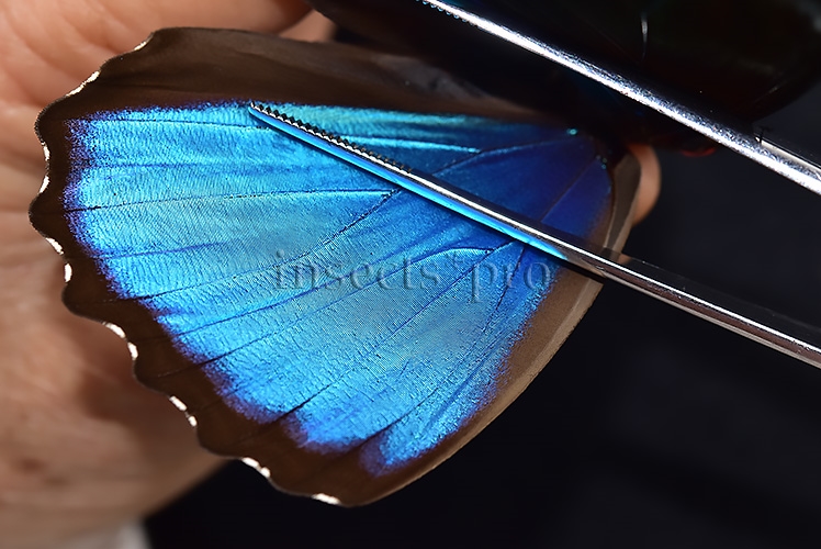 Morpho menelaus offenbachi A1 ♂ - Image 4