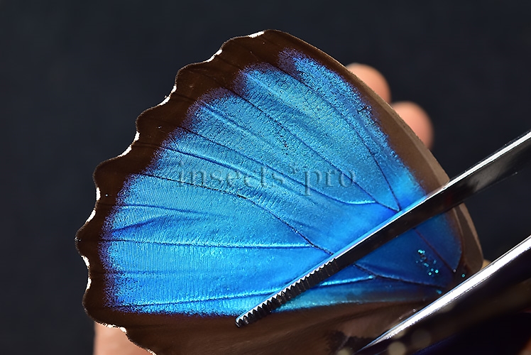 Morpho menelaus offenbachi A1 ♂ - Image 5