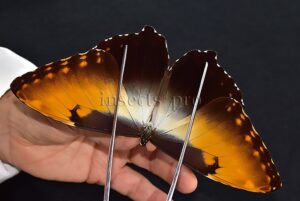 Morpho hecuba obidonus A1 ♂