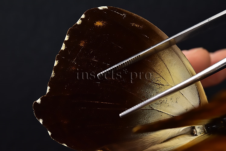 Morpho hecuba obidonus ♂ - Image 5