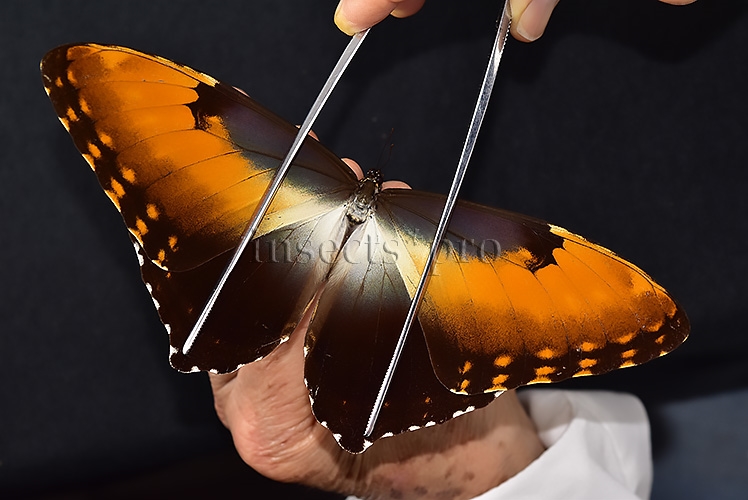 Morpho hecuba obidonus A1 ♂ - Image 6