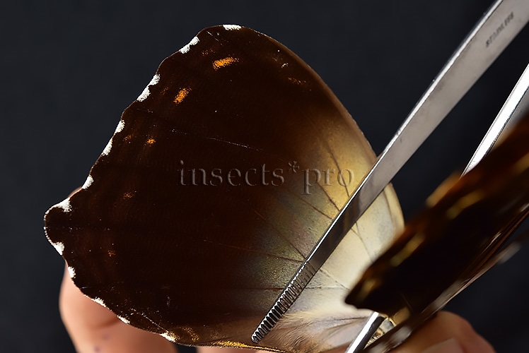 Morpho hecuba obidonus A1 ♂ - Image 5