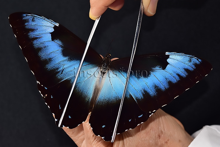 Morpho cisseis ssp. ♂ FROM CODAJAS - Image 6