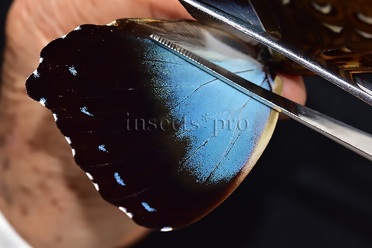 Morpho cisseis ssp. ♂ FROM CODAJAS - Image 4