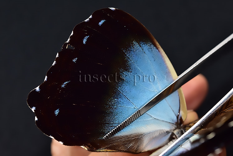 Morpho cisseis ssp. ♂ FROM CODAJAS - Image 5
