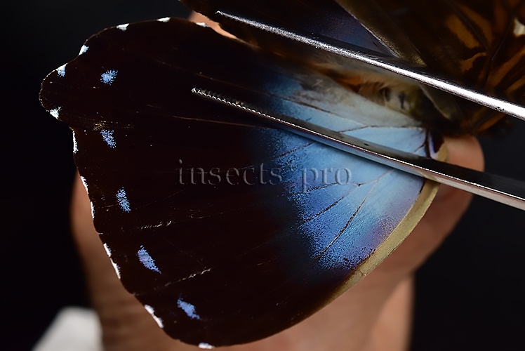 Morpho cisseis ssp. ♂ - Image 5