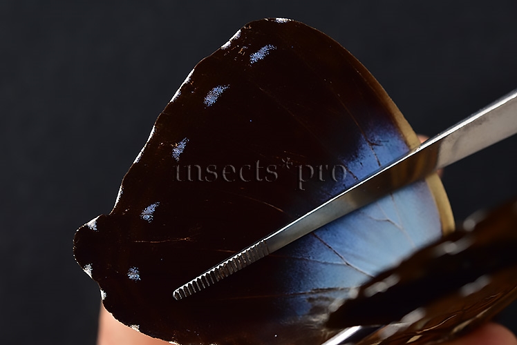 Morpho cisseis ssp. ♂ - Image 4