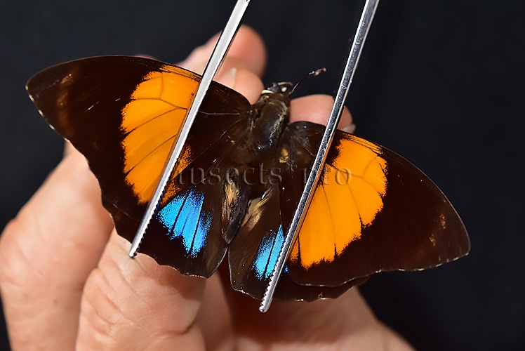 Agrias amydon athenais ♂ NWE