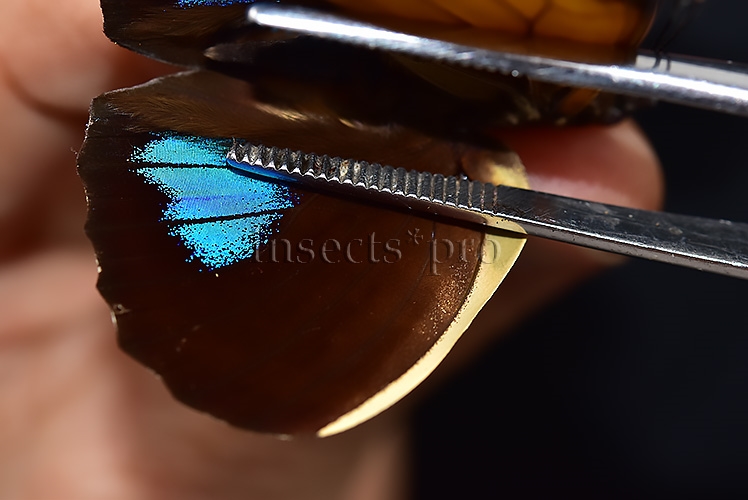 Agrias amydon athenais ♂ NWE - Image 4