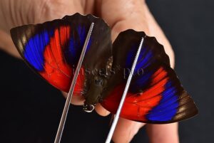 Agrias sahlkei ninus ♀