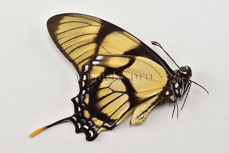 :::BULK SALE:::: Eurytides dolicaon deileon A1 ♂ THIN-TAILED SWALLOWTAIL - Image 2