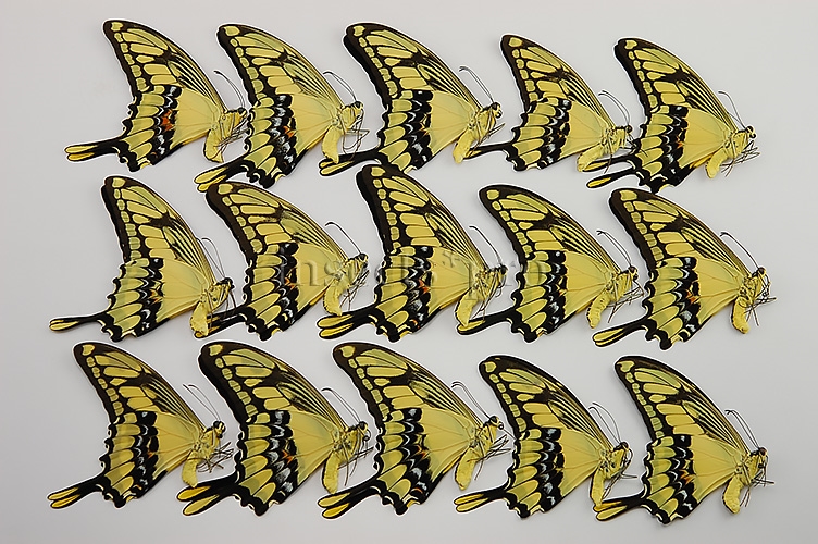 :::BULK SALE:::: Heraclides thoas cinyras A1 ♂ SWALLOWTAIL