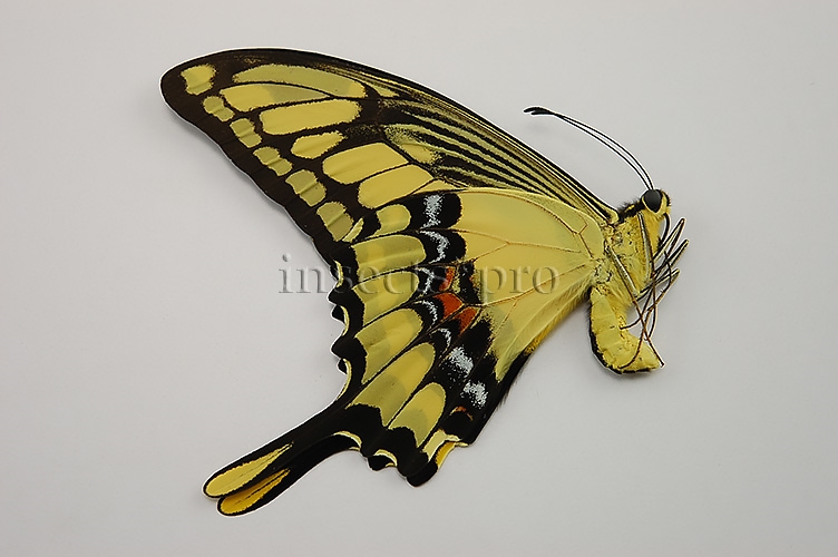 :::BULK SALE:::: Heraclides thoas cinyras A1 ♂ SWALLOWTAIL - Image 2