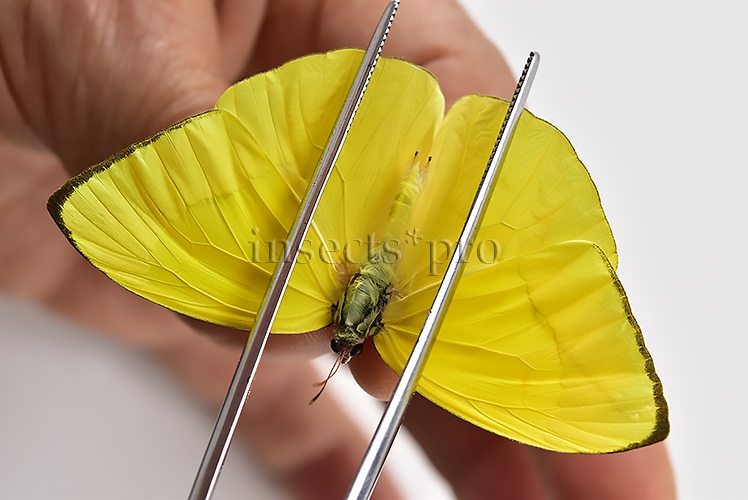 :::BULK SALE:::: Phoebis trite A1 ♂ STRAIGHT-LINED SULPHUR - Image 4