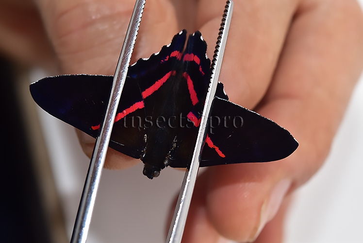 :::BULK SALE:::: Ancyluris meliboeus eudaemon A1 ♂ ELECTRIC BLUE - Image 4