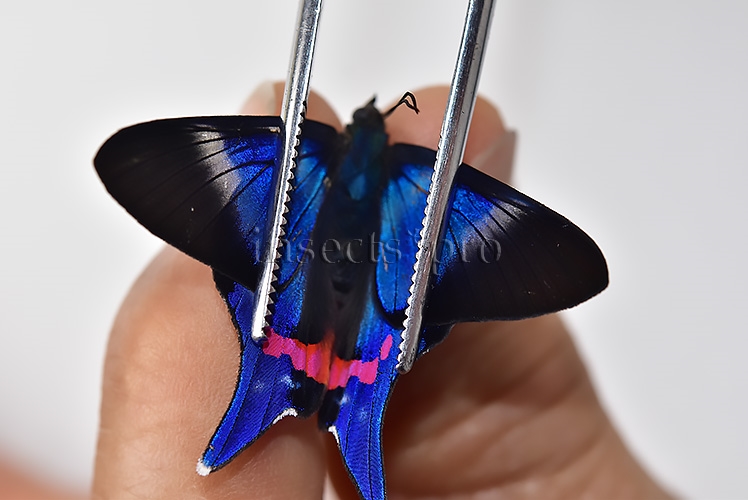 :::BULK SALE:::: Rhetus periander laonome A1 ♂ - Image 3