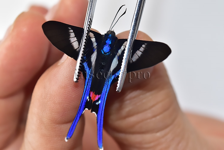 :::BULK SALE:::: Rhetus arcius huana A1 ♂ - Image 4