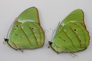 :::BULK SALE:::: Nessaea hewitsonii hewitsonii A1 ♂ OFFER**