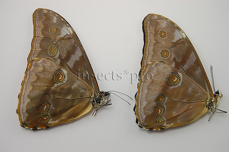 :::BULK SALE:::: Morpho aurora aureola A1- ♂ - Image 2