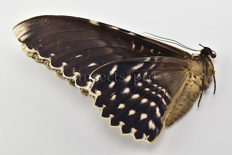 Thysania agrippina ♂ GIANT MOTH GREAT WINGSPAN - Image 2
