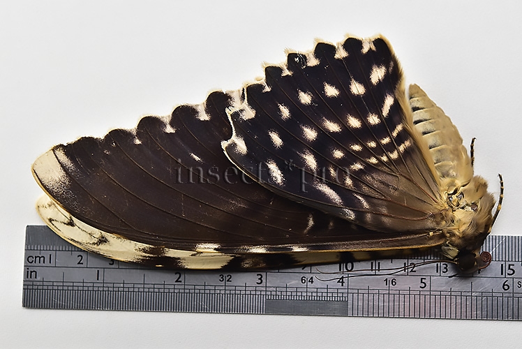 Thysania agrippina ♂ GIANT MOTH GREAT WINGSPAN - Image 3
