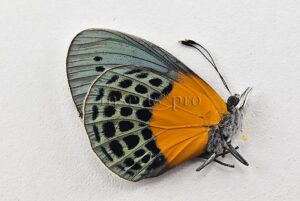 Asterope buckleyi ♀