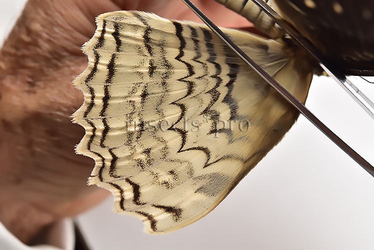 Thysania agrippina ♂ GIANT MOTH GREAT WINGSPAN - Image 4