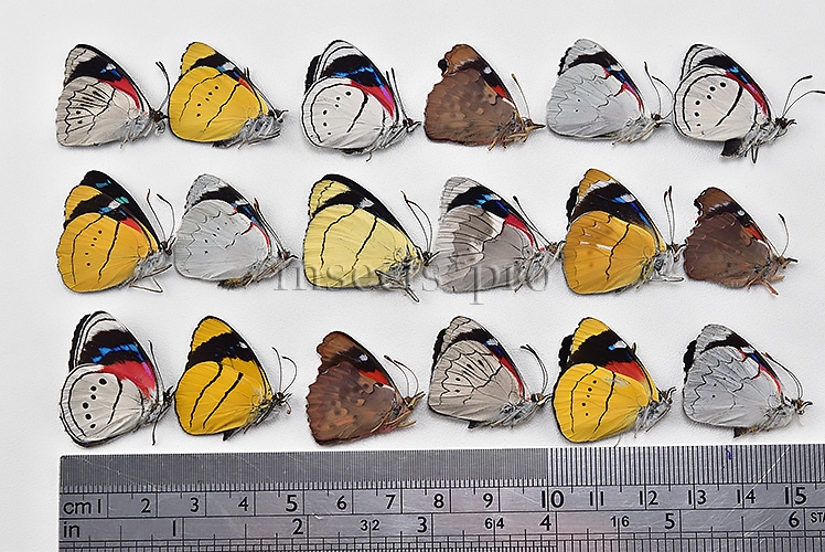 :::BULK SALE:::: Perisama sp. A1 ♂ ASSORTED SPECIES - Image 2
