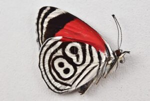 :::BULK SALE:::: Diaethria neglecta neglecta A1 ♂ EIGHTY-EIGHT 88