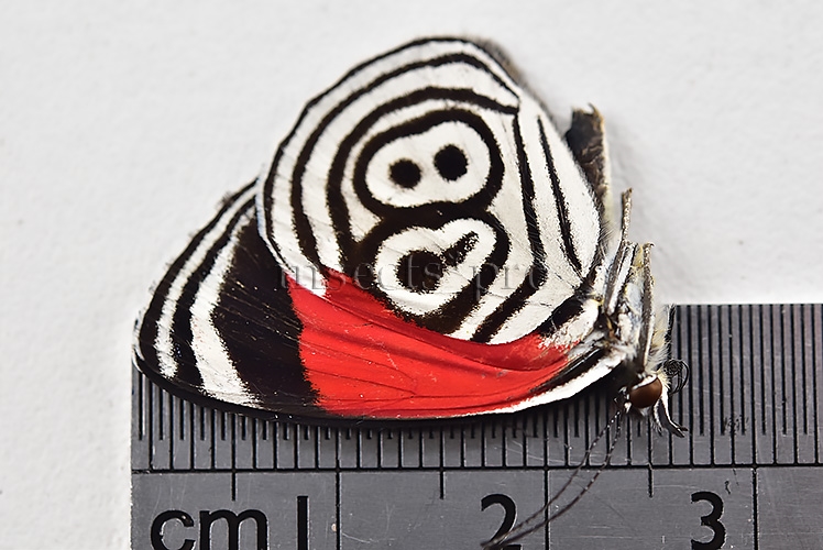 :::BULK SALE:::: Diaethria neglecta neglecta A1 ♂ EIGHTY-EIGHT 88 - Image 2