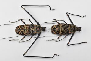 Acrocinus longimanus A1 ♂♀ MONSTER SIZE SPECIMENS 80mm XXXL PAIR (male + female)