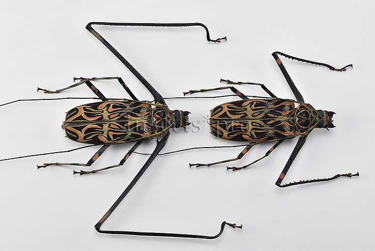 Acrocinus longimanus A1 ♂♀ MONSTER SIZE SPECIMENS 80mm XXXL PAIR (male + female)