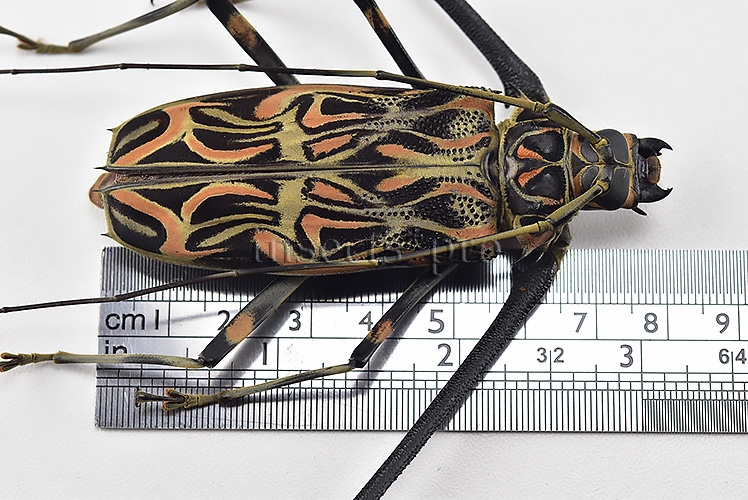 Acrocinus longimanus A1 ♂♀ MONSTER SIZE SPECIMENS 80mm XXXL PAIR (male + female) - Image 3