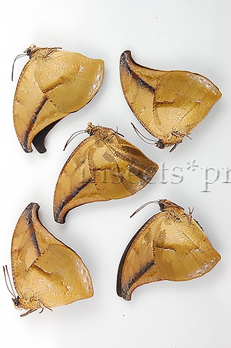 :::BULK SALE:::: Anaea falcata A1 ♂ RARE ANAEINI - Image 2