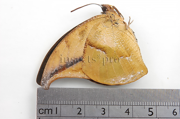 :::BULK SALE:::: Anaea falcata A1 ♂ RARE ANAEINI - Image 3