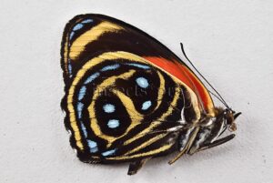 :::BULK SALE:::: Callicore texa maimuna A1 ♂