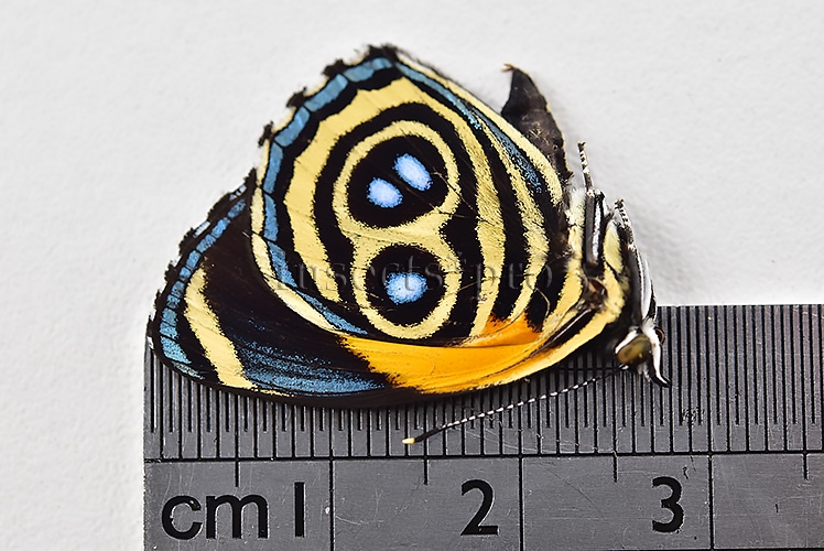 :::BULK SALE:::: Callicore eunomia eunomia A1 ♂ - Image 2