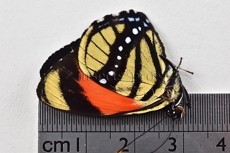 :::BULK SALE:::: Callicore cajetani A1 ♂ - Image 2
