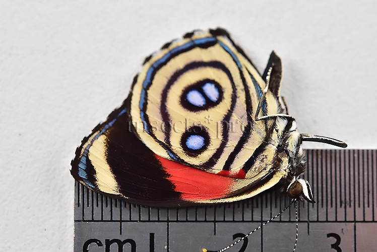 :::BULK SALE:::: Callicore hystaspes zelphanta A1 ♂ - Image 2
