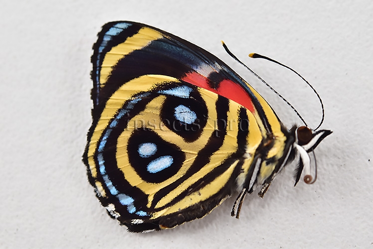 :::BULK SALE:::: Callicore peristera A1 ♂