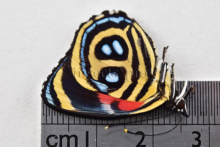 :::BULK SALE:::: Callicore peristera A1 ♂ - Image 2