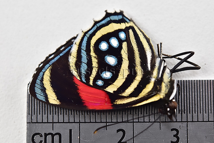 :::BULK SALE:::: Callicore hesperis A1 ♂ - Image 2