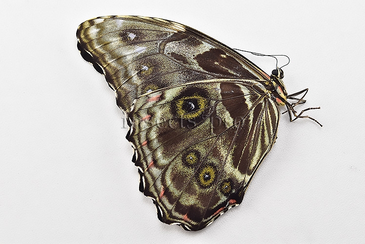Morpho deidamia mariae A1 ♀ ABERRATION* BLURRED VERSO