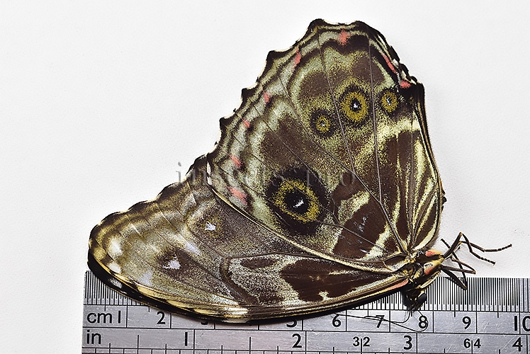 Morpho deidamia mariae A1 ♀ ABERRATION* BLURRED VERSO - Image 2