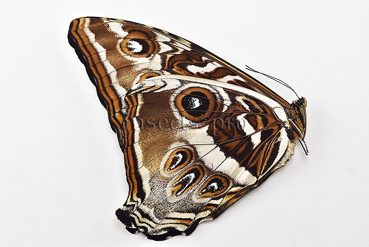 Morpho cisseis gahua f. phadena ♀ - Image 2