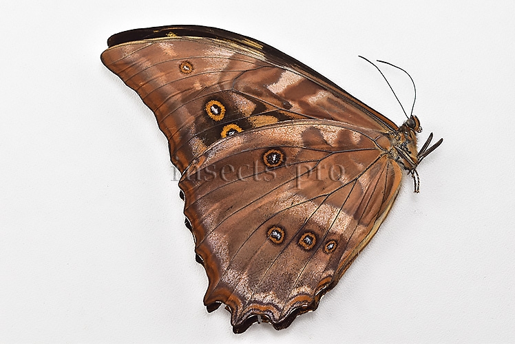 Morpho amphitryon cinereus ♂ - Image 2