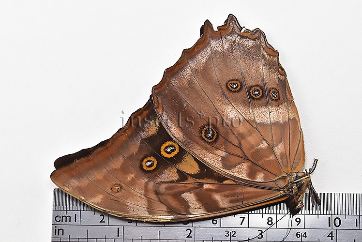 Morpho amphitryon cinereus ♂ - Image 3