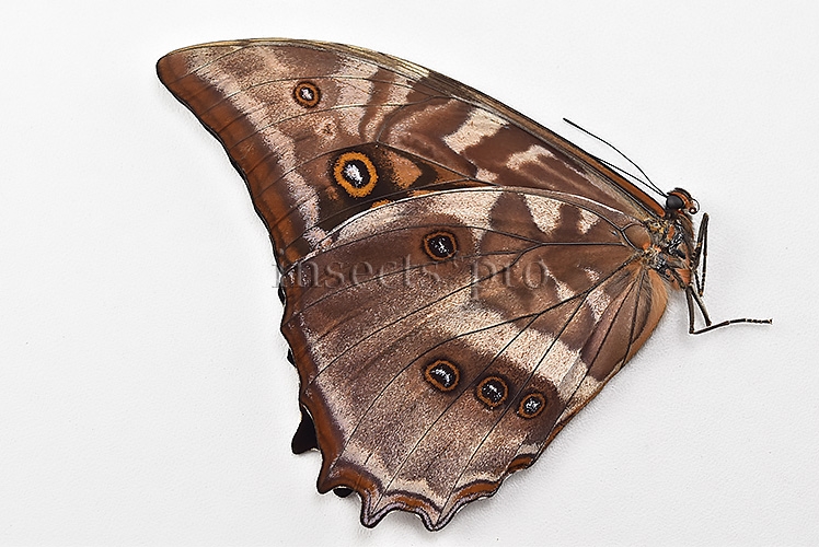 Morpho amphitryon cinereus ♂ - Image 2