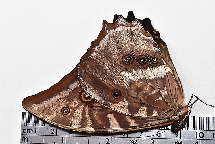 Morpho amphitryon cinereus ♂ - Image 3