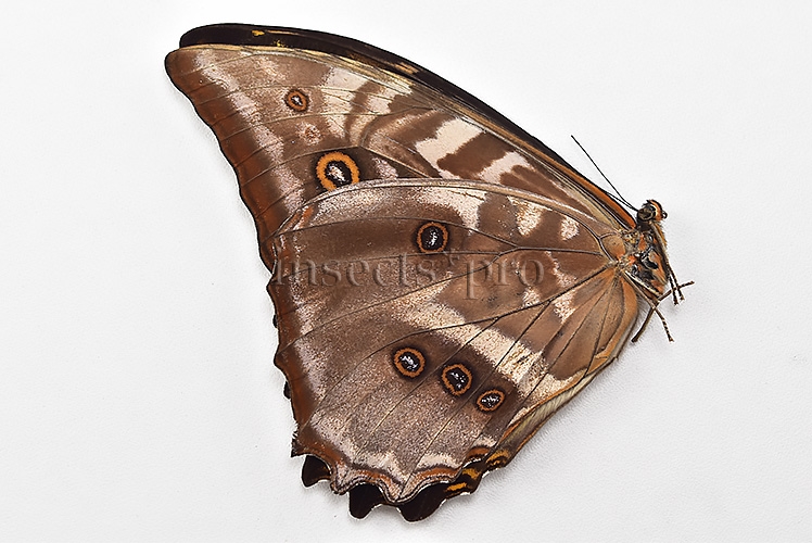 Morpho amphitryon cinereus ♂ - Image 2